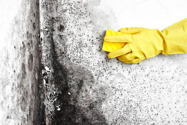 Best Attic Mold Removal  in Venus, TX
