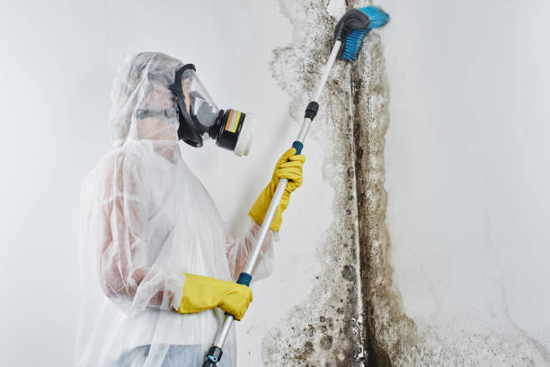 Best Mold Damage Repair  in Venus, TX