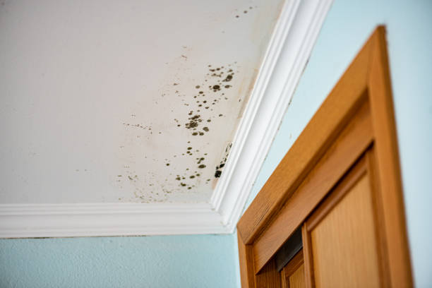 Best Commercial Mold Removal  in Venus, TX